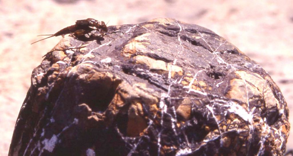 Efemerottero (110)